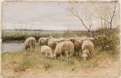 Ovelhas